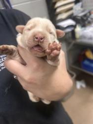 Shelter Stray Female Dog last seen Near Wellington St, 29624, Anderson County, SC, 1320 US-29, Anderson, SC 29626, USA