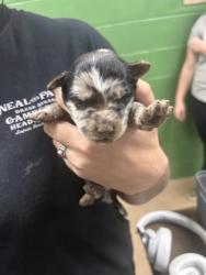 Shelter Stray Female Dog last seen Near Wellington St, 29624, Anderson County, SC, 1320 US-29, Anderson, SC 29626, USA