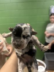 Shelter Stray Male Dog last seen Near Wellington St, 29624, Anderson County, SC, 1320 US-29, Anderson, SC 29626, USA
