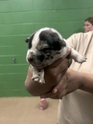 Shelter Stray Male Dog last seen Near Wellington St, 29624, Anderson County, SC, 1320 US-29, Anderson, SC 29626, USA