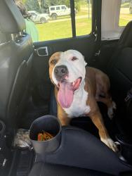 Found/Stray Male Dog last seen Lake Dow Rd., McDonough, GA 30252