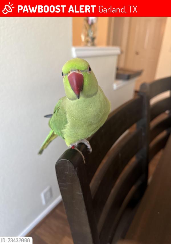 Lost Male Bird last seen lake view centennial high school, Garland, TX 75043