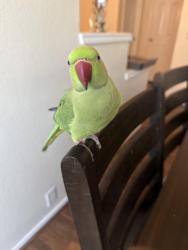 Lost Male Bird last seen lake view centennial high school, Garland, TX 75043