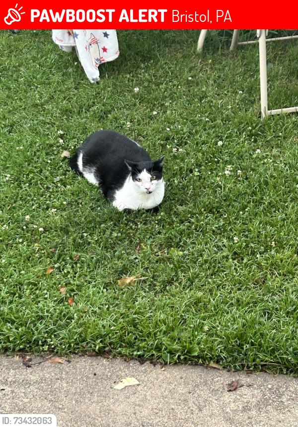 Lost Male Cat last seen Faragat ave, Bristol, PA 19007