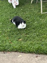 Lost Male Cat last seen Faragat ave, Bristol, PA 19007