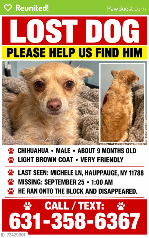 Reunited Male Dog last seen Seen close to the rinx in Hauppuage, Hauppauge, NY 11788