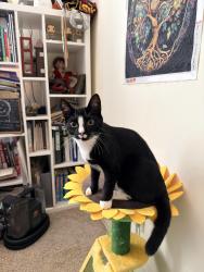 Lost Female Cat last seen Porter Road, DeKalb County, GA 30032