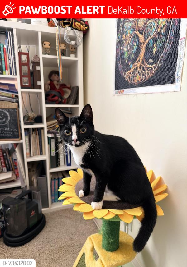 Lost Female Cat last seen Porter Road, DeKalb County, GA 30032