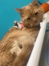 Lost Male Cat last seen Dunkin on main street, Warren, RI 02885
