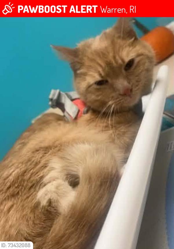 Lost Male Cat last seen Dunkin on main street, Warren, RI 02885