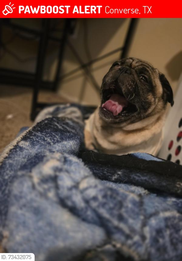 Lost Male Dog last seen Near North Meadow, Converse, TX 78109