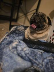 Lost Male Dog last seen Near North Meadow, Converse, TX 78109
