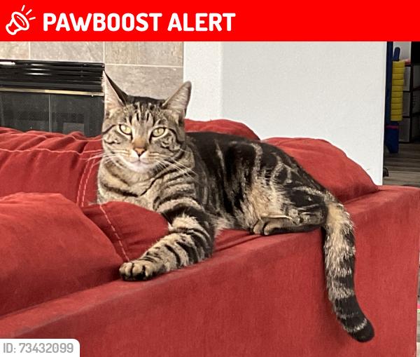 Lost Female Cat last seen Oso & Antonio Pkwy, Rancho Santa Margarita, CA 92688