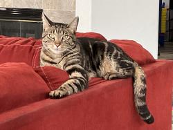 Lost Female Cat last seen Oso & Antonio Pkwy, Rancho Santa Margarita, CA 92688