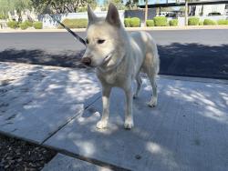 Reunited Male Dog last seen University and Sossaman, Mesa, AZ 85207