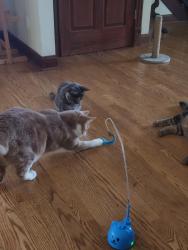 Reunited Female Cat last seen W231N7047 hmstd Ct., Sussex, WI 53089