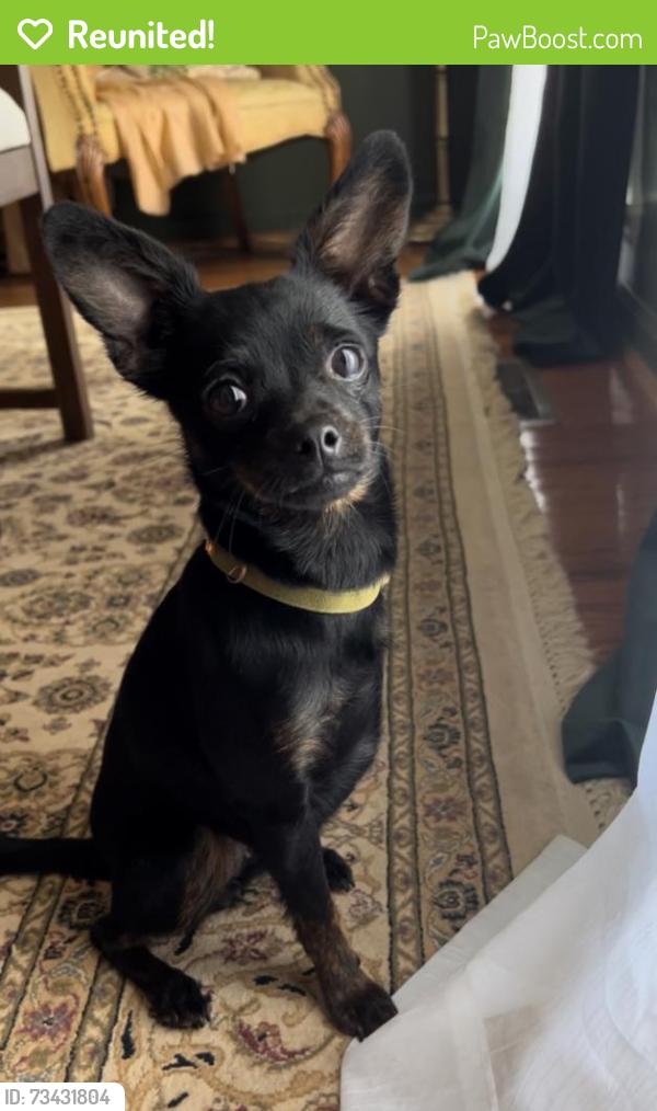 Reunited Female Dog last seen Keeneland Dr., Helena, AL 35080