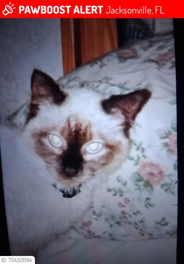 Lost Female Cat last seen Ashford llaurel, Jacksonville, FL 32208