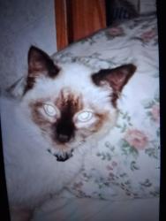 Lost Female Cat last seen Ashford llaurel, Jacksonville, FL 32208