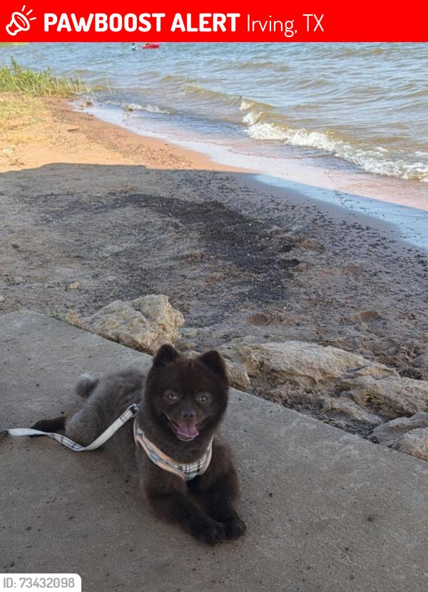 Lost Male Dog last seen Last seen at the intersection between W Rochelle Rd and Cantrell St., Irving, TX 75062