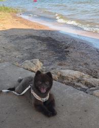 Lost Male Dog last seen Last seen at the intersection between W Rochelle Rd and Cantrell St., Irving, TX 75062