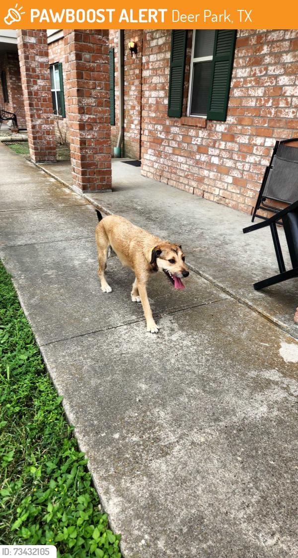 Found/Stray Female Dog last seen Spencer and durant, Deer Park, TX 77536