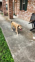 Found/Stray Female Dog last seen Spencer and durant, Deer Park, TX 77536