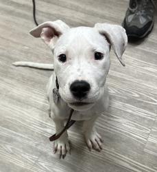 Shelter Stray Male Dog last seen Mission Avenue, Oceanside, CA, 92058, Oceanside, CA 92058, USA