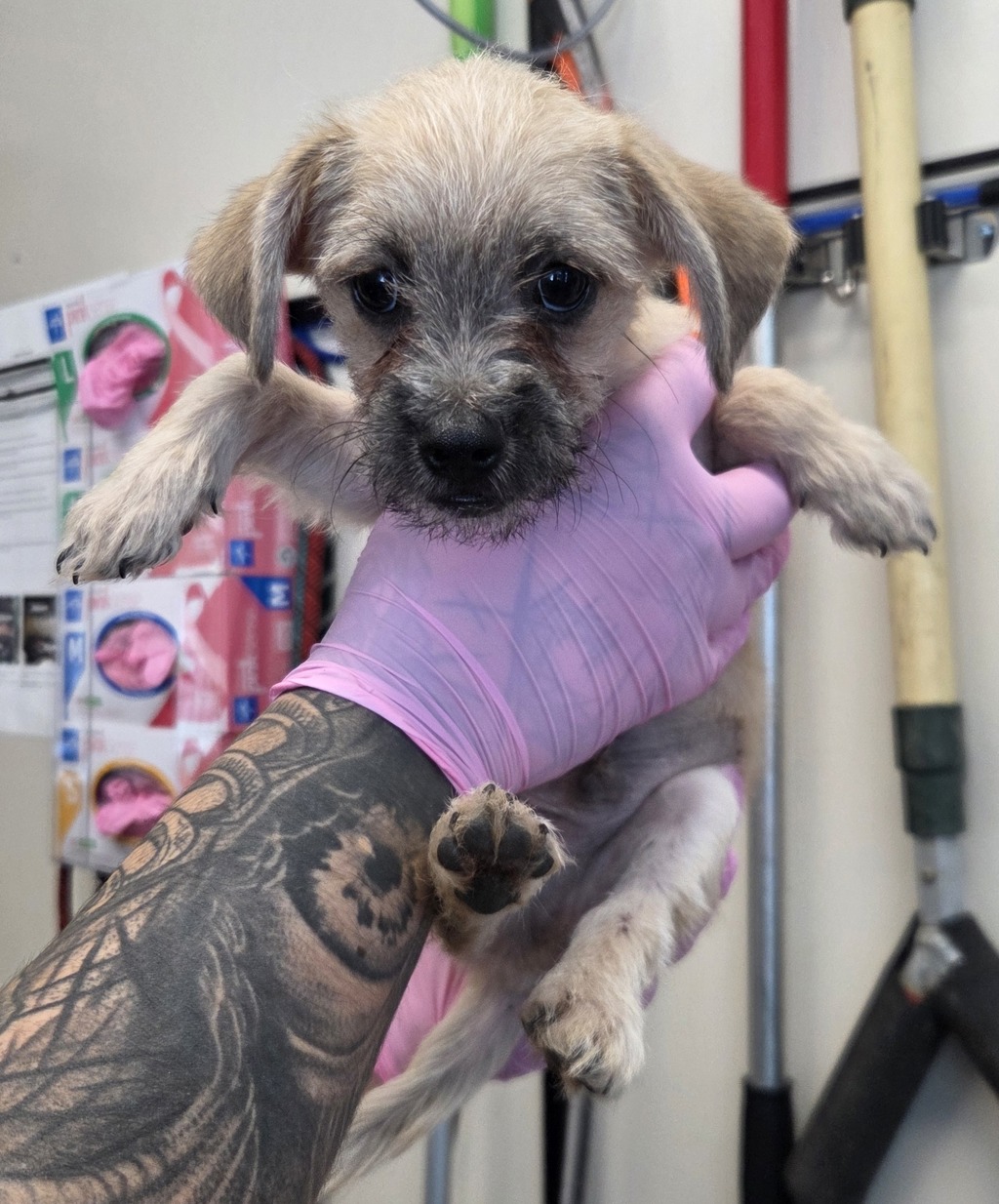 Shelter Stray Male Dog last seen Near Andover Road, El Cajon, CA, 92019, El Cajon, CA 92020, USA