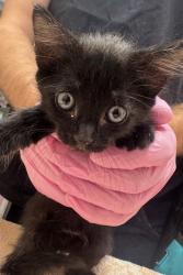 Shelter Stray Male Cat last seen Near Broadway, San Diego, CA, 92102, El Cajon, CA 92020, USA