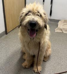 Shelter Stray Female Dog last seen Near Wyndemere Court, Escondido, CA, 92026, Escondido, CA 92027, USA