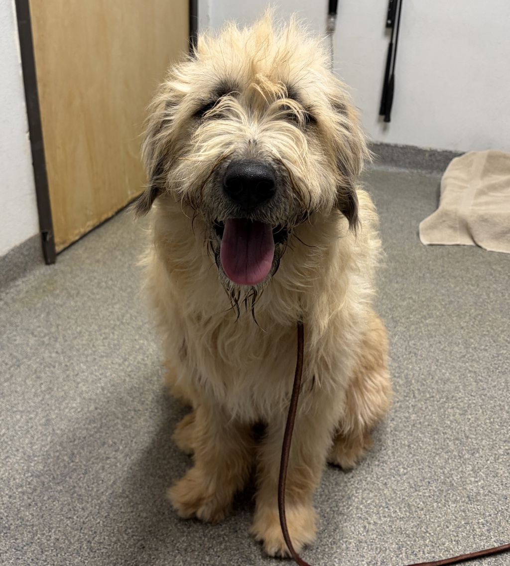 Shelter Stray Female Dog last seen Near Wyndemere Court, Escondido, CA, 92026, Escondido, CA 92027, USA