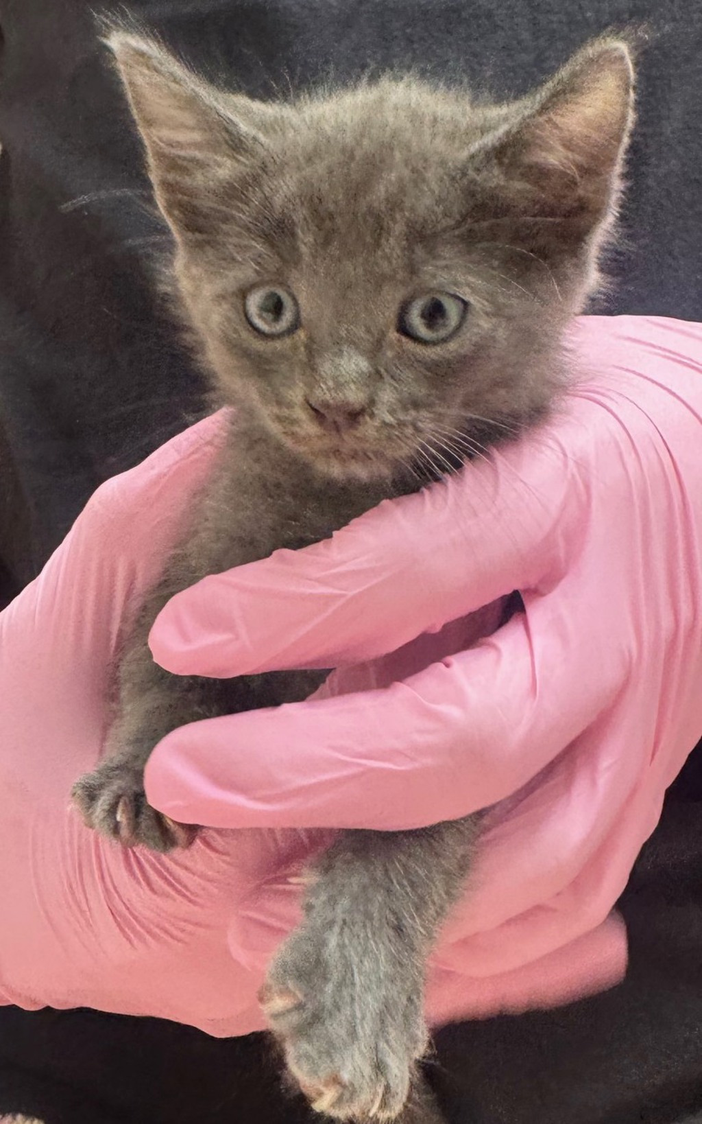 Shelter Stray Male Cat last seen Near Broadway, San Diego, CA, 92102, El Cajon, CA 92020, USA