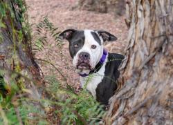 Shelter Stray Male Dog last seen Near Norman Strasse Road, San Marcos, CA, 92069, Escondido, CA 92027, USA