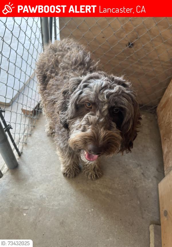 Lost Female Dog last seen Near Calston Ave Lancaster ca 93535, Lancaster, CA 93535