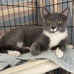 Reunited Male Cat last seen Pleasant Street and Union, Walpole, MA 02032