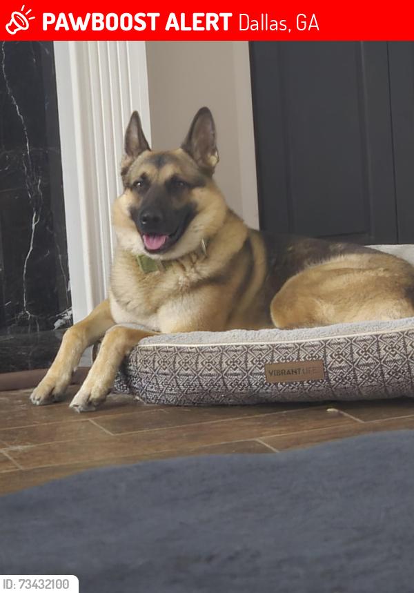 Lost Male Dog last seen Near OZK bank, Dallas, GA 30157