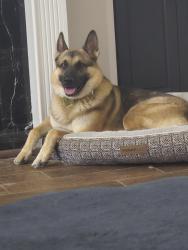 Lost Male Dog last seen Near OZK bank, Dallas, GA 30157