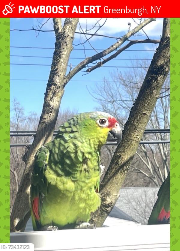 Lost Female Bird last seen francine ct white plains, Greenburgh, NY 10607