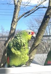 Lost Female Bird last seen francine ct white plains, Greenburgh, NY 10607