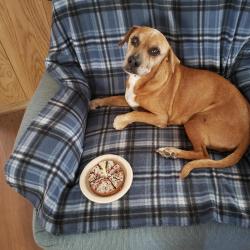 Lost Male Dog last seen Tuscany, El Paso, TX 79924