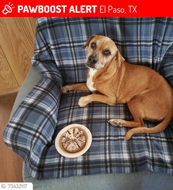 Lost Male Dog last seen Tuscany, El Paso, TX 79924