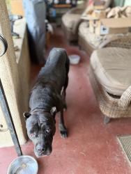 Found/Stray Female Dog last seen Magnolia, Riverside, CA 92503