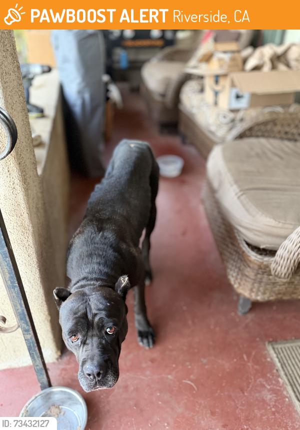 Found/Stray Female Dog last seen Magnolia, Riverside, CA 92503