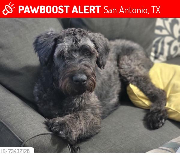 Lost Male Dog last seen Green Candle, San Antonio, TX 78223