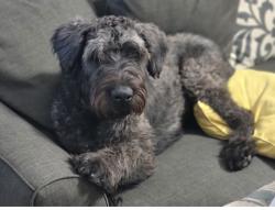 Lost Male Dog last seen Green Candle, San Antonio, TX 78223