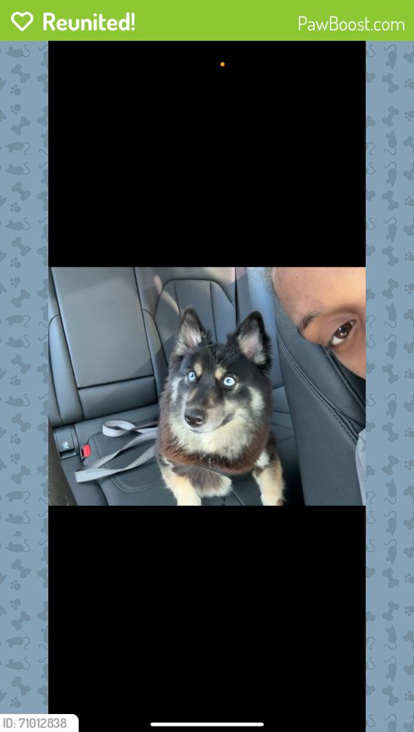 Reunited Female Dog last seen Atlantic Ave and Fulton St, Brooklyn, NY 11208