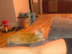 Lost Male Cat last seen Peckham and Neil Rd, Reno, NV 89502