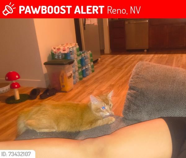 Lost Male Cat last seen Peckham and Neil Rd, Reno, NV 89502