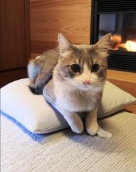 Lost Male Cat last seen Jones st. & O'Farrell st., San Francisco, CA 94102
